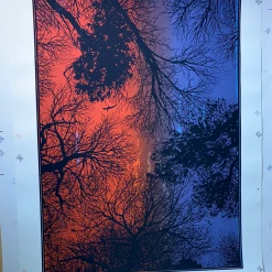 Test Print 3 Pack - Dan McCarthy Posters Art Prints White Tree Woods Jurrasic 1/1