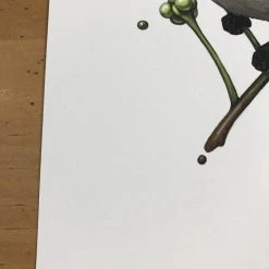 Fat Bird - 2017 Mike Mitchell Poster Himalayan Bulbul Art Prints