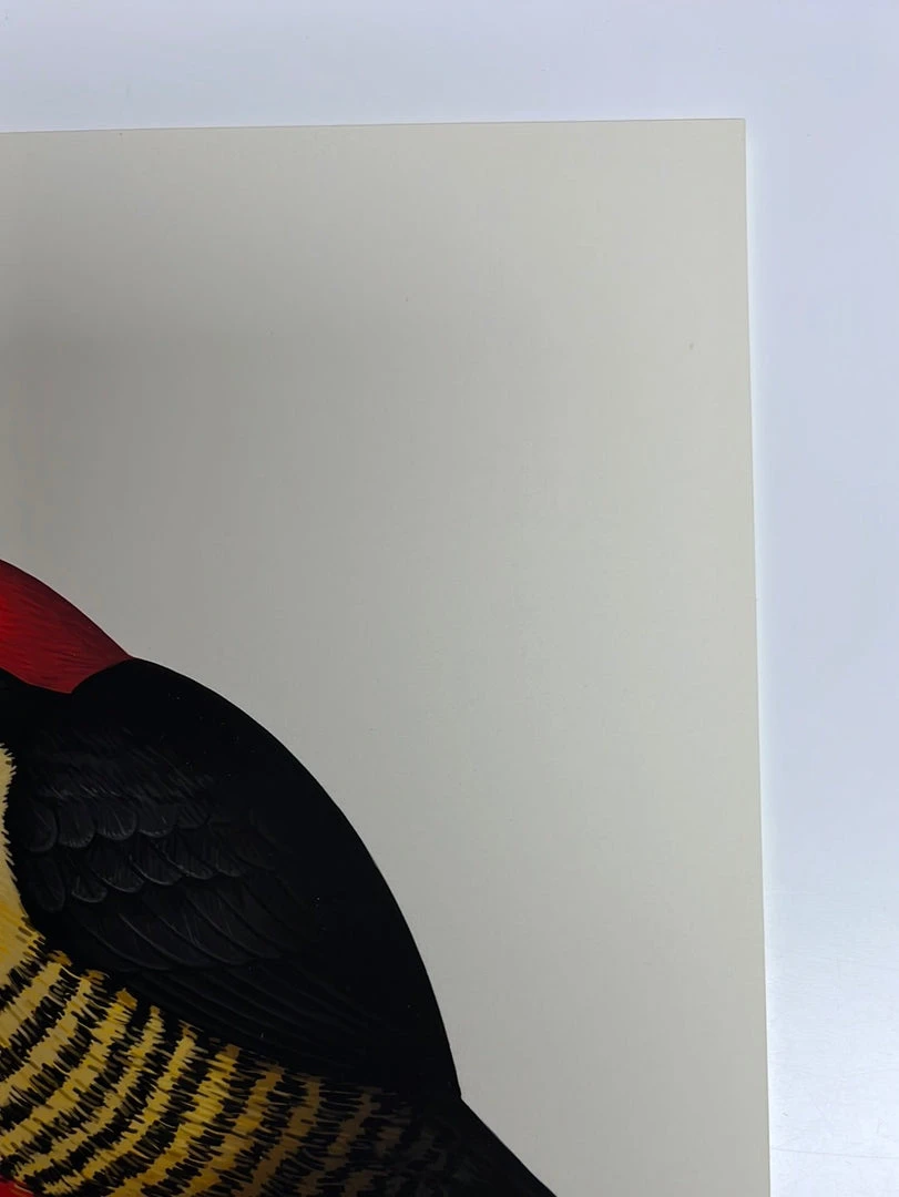 Art Prints Fat Bird - 2020 Mike Mitchell Poster Yellow Fronted Woodpecker AP