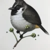 Fat Bird - 2017 Mike Mitchell Poster Himalayan Bulbul Art Prints